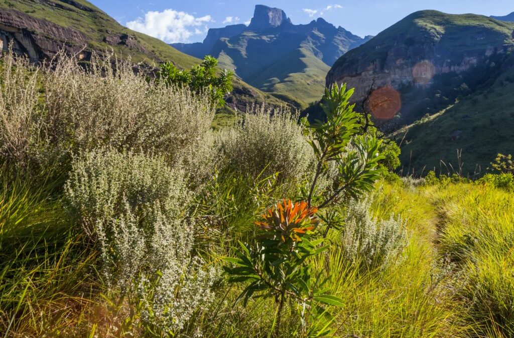 Environmental Impact Assessments are not saving our wildlife and wild places