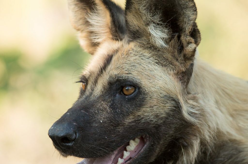 Wild Dogs are back in Tembe Elephant Park