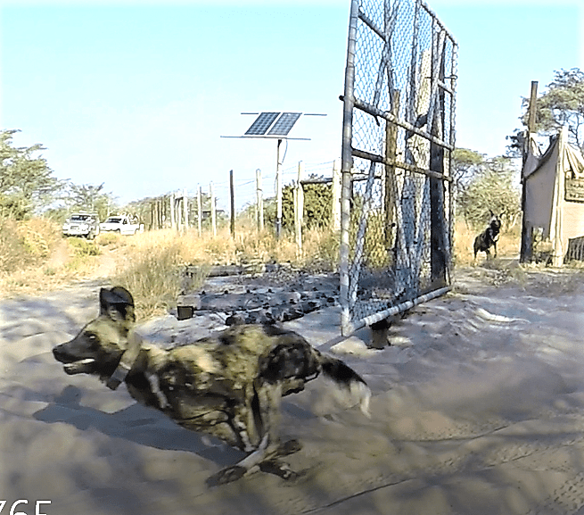 Science Snippets: Why did the Wild Dog cross the fence?