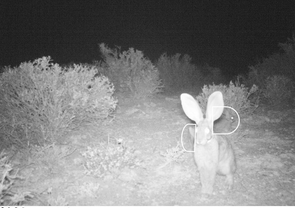 Unravelling the mysteries of Riverine Rabbit families