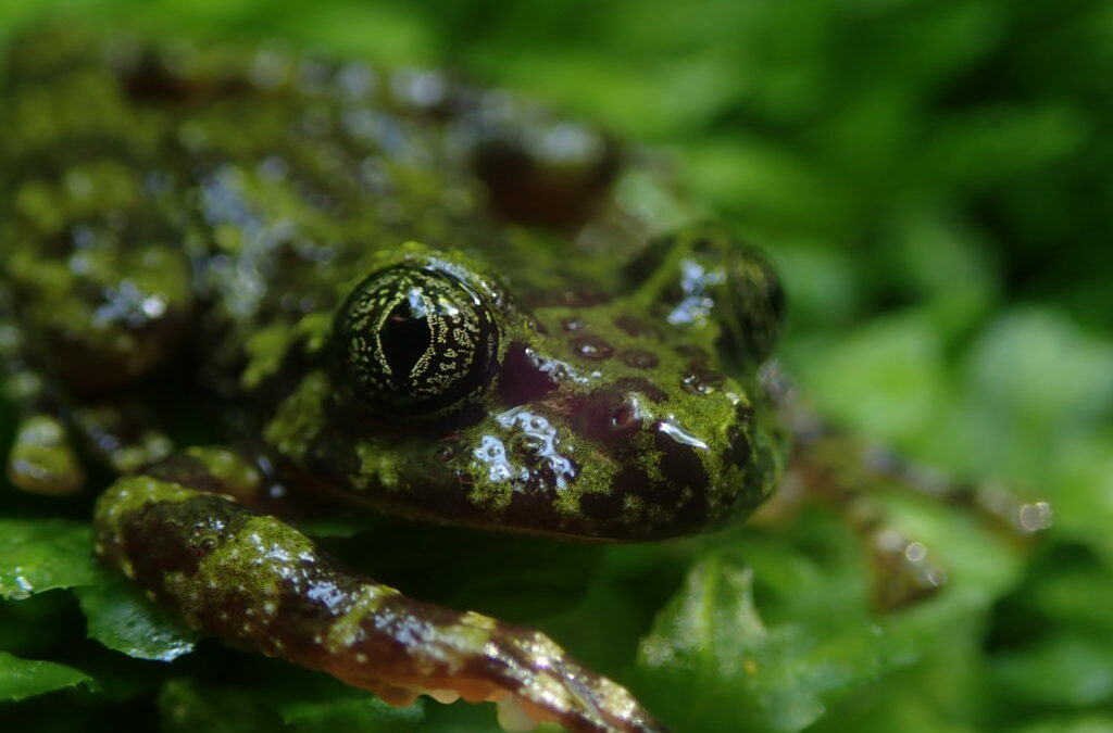 The Table Mountain Freshwater Ecosystems Project – one year on