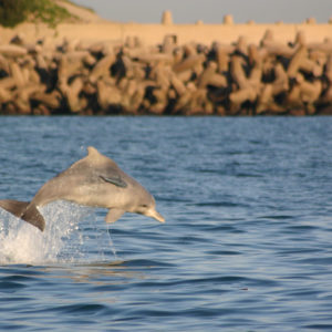 Biologists collaborate to teach computers to Identify dolphins