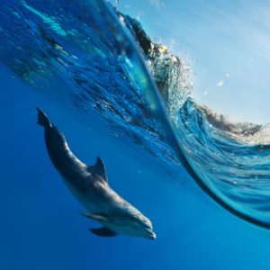 Science Snippet: Vessel collisions with marine animals