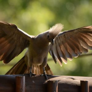 Suburban bliss for biodiversity