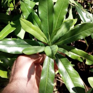 Strategic Conservation of the Pepper-bark tree in the Soutpansberg