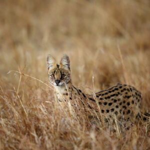The female of the species is deadlier than the male