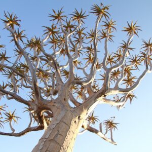 The EWT Forever Forest