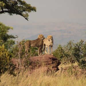 Science Snippets: Successfully rearing orphaned cheetah in their natural habitat