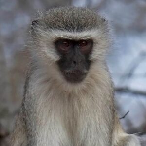 Bridging the gap for Vervet Monkeys