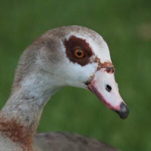 Rescue and rehabilitation of a poisoned Egyptian Goose