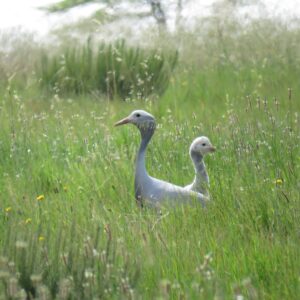 Science Snippets: Powerline markers prevent collisions in Blue Cranes but not Ludwig’s Bustards