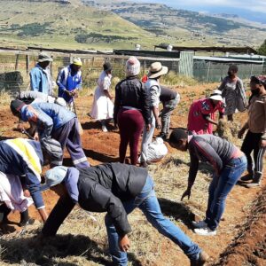 What does Permaculture have to do with cranes?