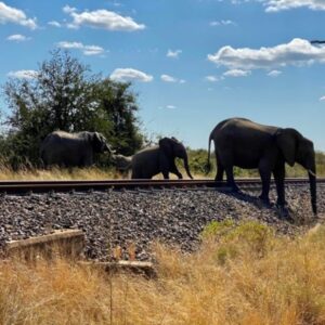 How did the elephant cross the railway line?