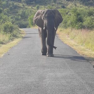 The elephant in the road