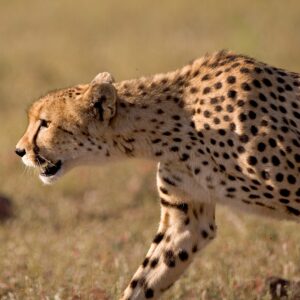 Dinokeng’s Cheetahs: A conservation success story Part One