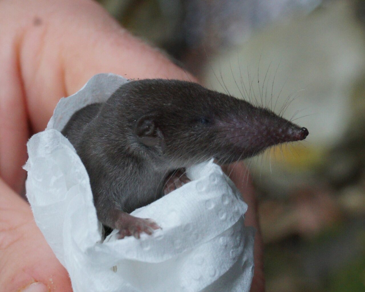 Do Shrews Swim