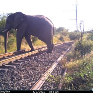 African conference for linear infrastructure and ecology