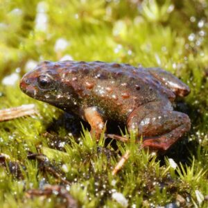 Fire for Frogs: using planned burns to save the habitat of the Critically Endangered Rough Moss Frog