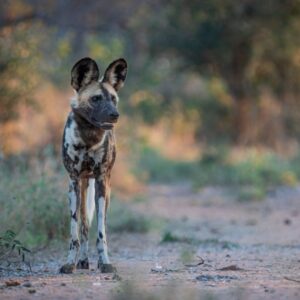 Wild Dogs reintroduced to Malawi after decades of absence