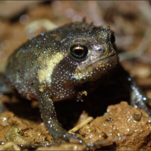 Attempting to resurrect the dead: Herpetological surveys within the Woodbush region of Limpopo Province.