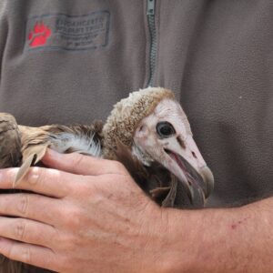 Science Snippets: Vulture conservation benefits more than just vultures