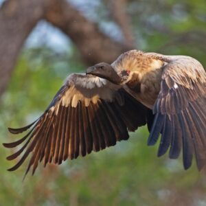 Science Snippets: What powers are attributed to vultures in traditional medicine?