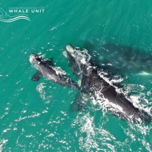 Making waves – a wacky new way to whale watch