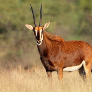 Science Snippets: The role of South African private wildlife ranches in conservation