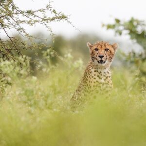 Cats and crickets: Testing the naivety of reintroduced Cheetahs to predatory cues