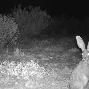 Riverine Rabbit conservation Anysberg