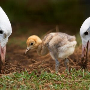 Crane populations bounce back after concerted conservation effort in KwaZulu-Natal, South Africa