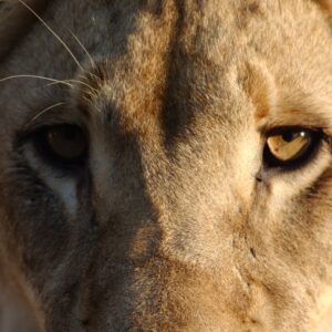 The cat’s out of the bag – understanding South Africa’s captive lion sector