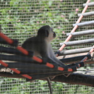 How did the monkey cross the road?