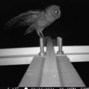 Providing safe perches to prevent owl roadkill