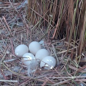 Grass Owls – a story of hope