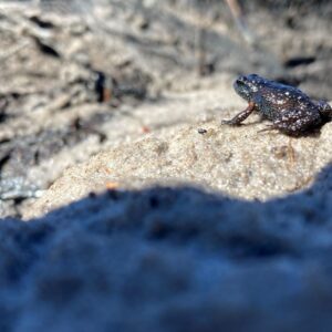 One frog, one mountain