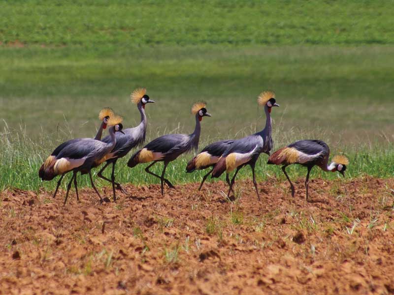 Combatting climate change and crane-crop damage