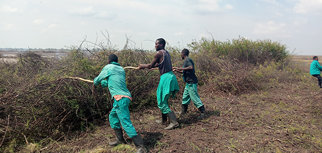 Clearing Mimosa pigra in the Kafue Flats