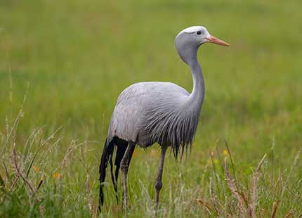 Blue crane