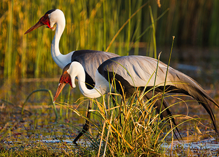 Wattled Crane