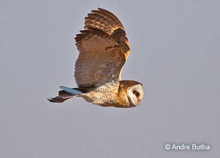 African Grass Owl