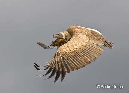 White-backed Vulture