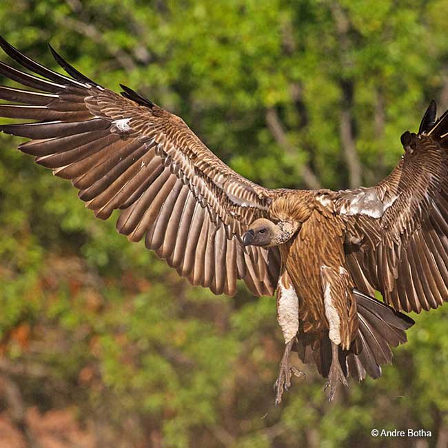 vulture landing with wings spread