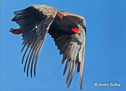 Bateleur flying