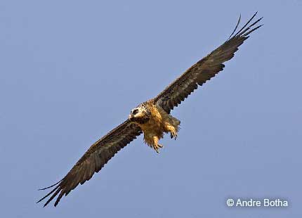 Bearded Vulture in flight