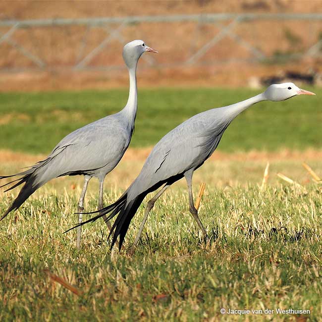 Blue Cranes in grassland