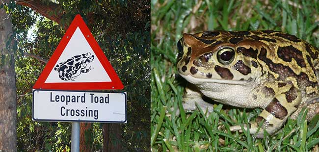 Western Leopard Toad (Sclerophrys pantherina) 