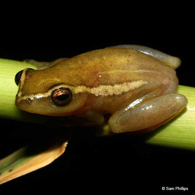 A decade of frogging keeps us leaping for joy