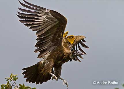 Hooded Vulture flying