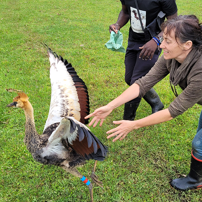 Grey Crowned Crane Release